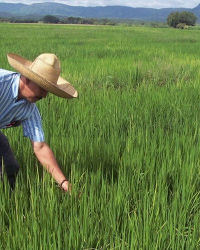 homem plantando arroz